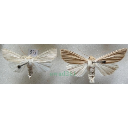 Mythimna pallens (Linnaeus, 1758) pair Mokradlica blednica Czech57j